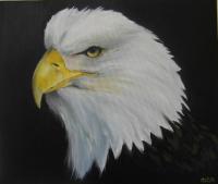 Bald Eagle olieverf 60 x 70